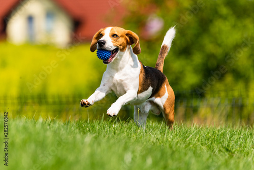 Beagle dog runs through green meadow towards camera. © Przemyslaw Iciak