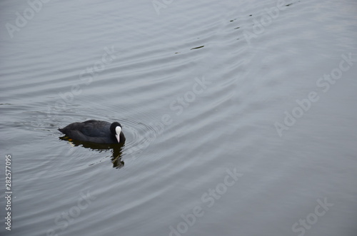 Foulque macroule oiseau dans l'eau photo