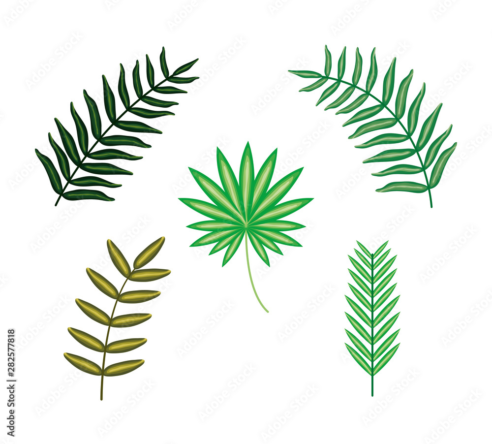 set of tropical leafs plants