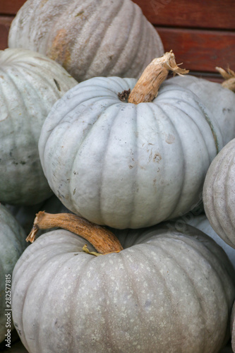 pumpkins for sale at the market