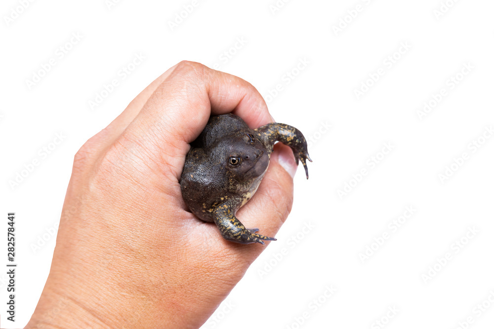 frog isolated on white background,and soft focus frog isolated on white background,and soft focus