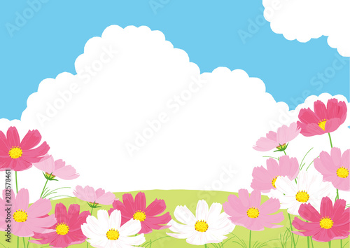 コスモス畑　背景イラスト