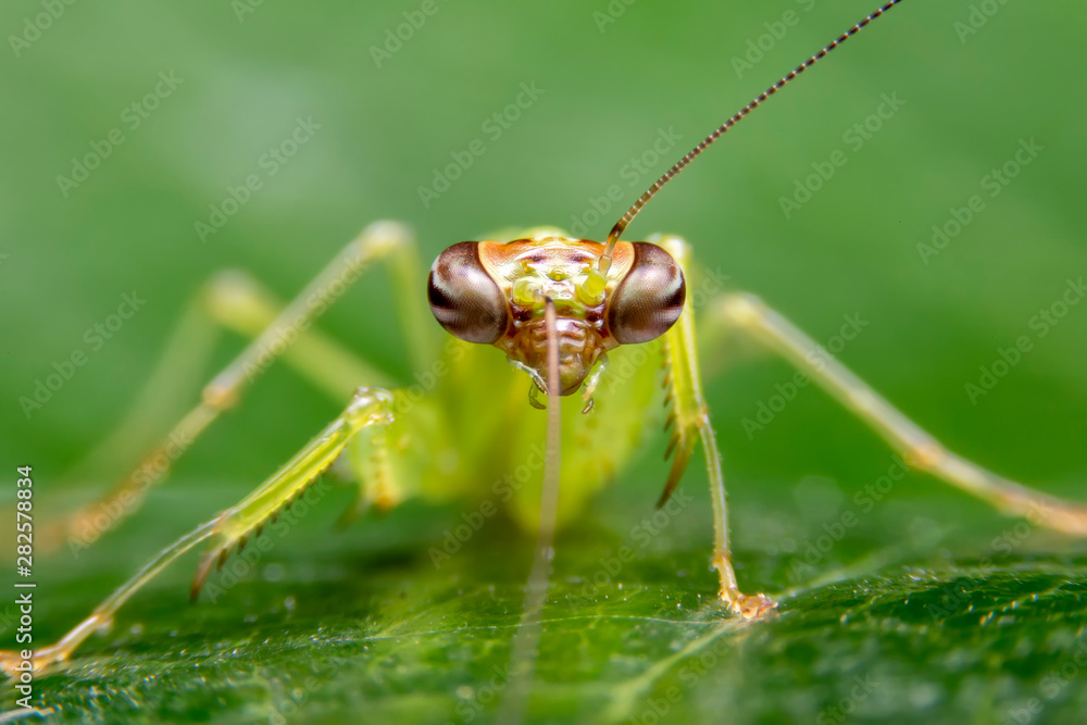 Selective focus of the face of the grasshopper leaves. Front view of the Grasshoppers on green leaves with green background. Selective focus of the face of the grasshopper leaves. Front view of the Grasshoppers on green leaves with green background.