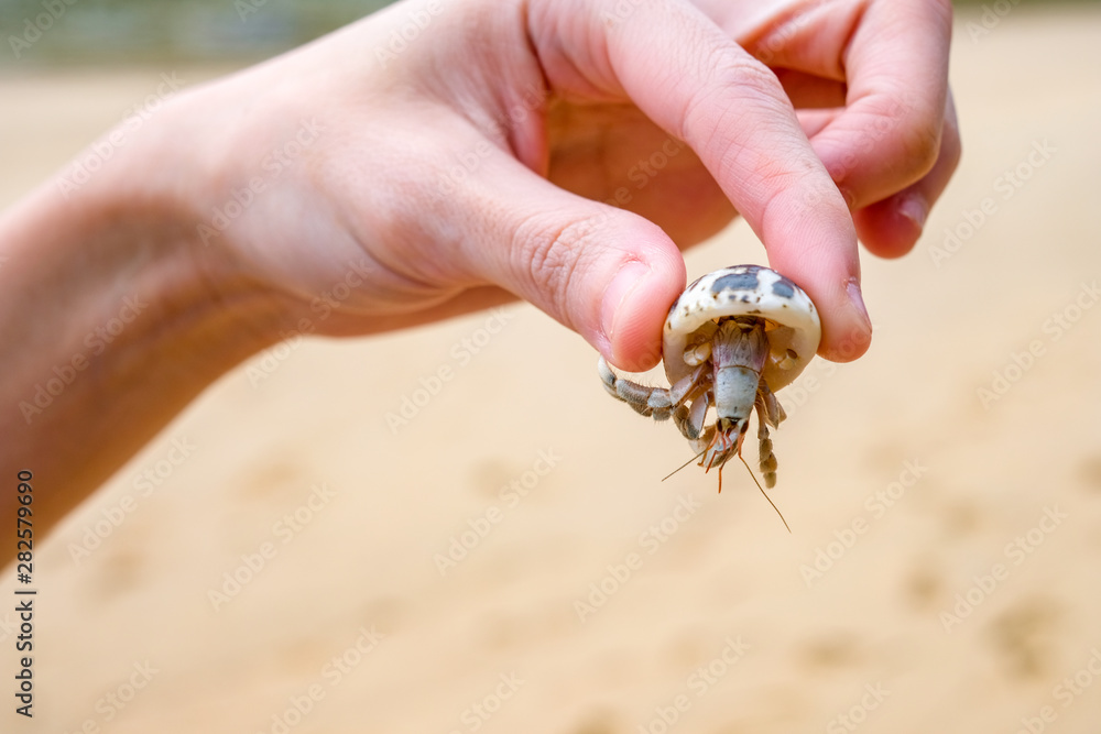 hermit crab movement on the beach with human hand holding crab. hermit crab movement on the beach with human hand holding crab.