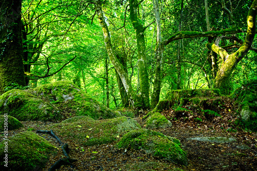 Mossy rocks in woodland, Manaton, Dartmoor National Park, Devon, England, UK.
