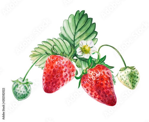 Fototapeta Naklejka Na Ścianę i Meble -  Watercolor red juicy strawberry with leaves. Food background, painted bright composition. Hand drawn food illustration. Fruit print. Summer sweet fruits and berries.