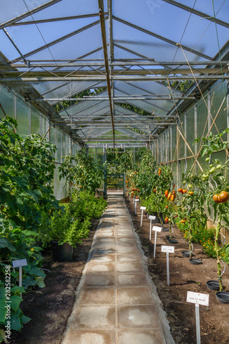 Greenhouse with Tomato Plants