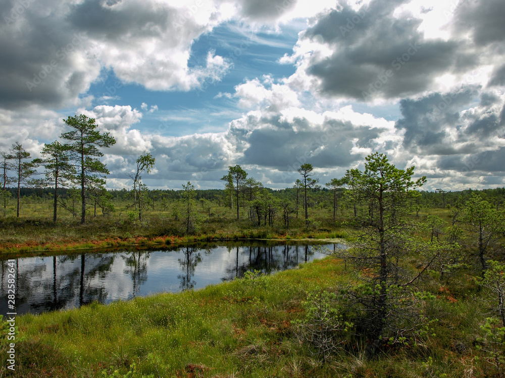 beautiful swamp with lakes, white clouds, bog moss, bog grass, Niedraju Pilkas bog, Latvia