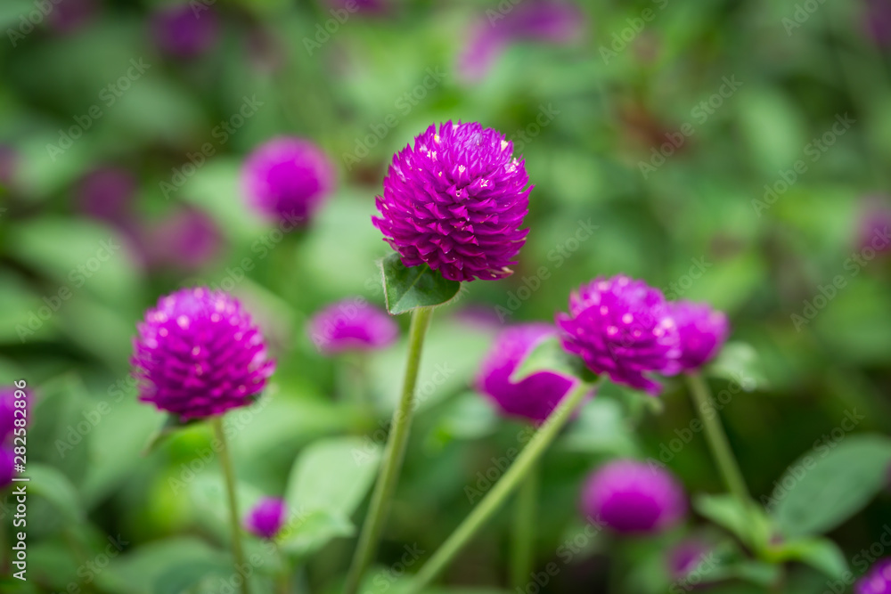 Globe amaranth on the hill side