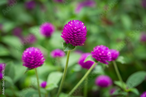 Globe amaranth on the hill side