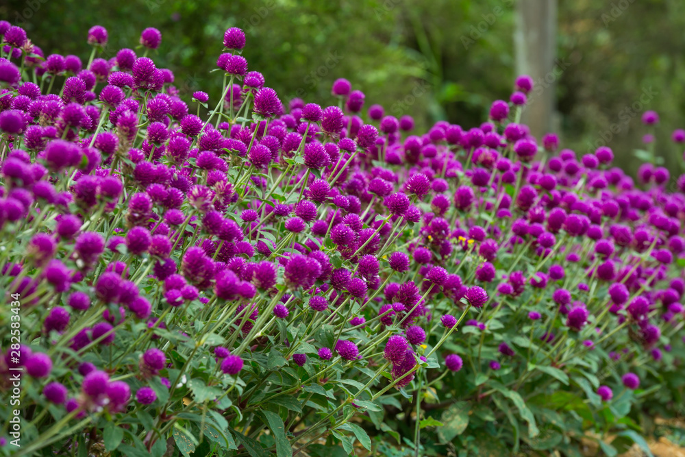 Globe amaranth on the hill side