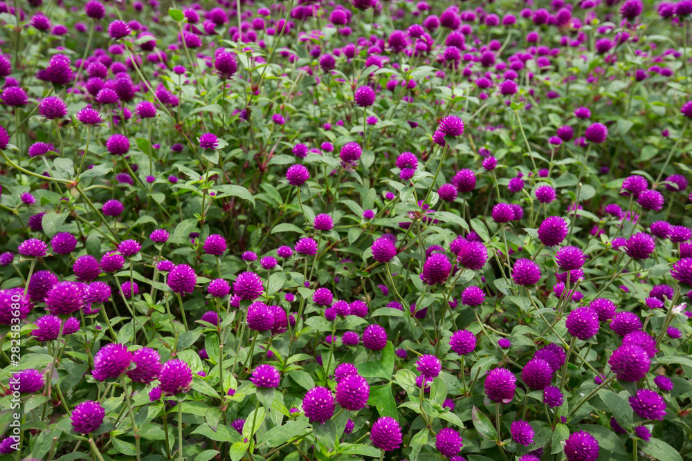 Globe amaranth on the hill side