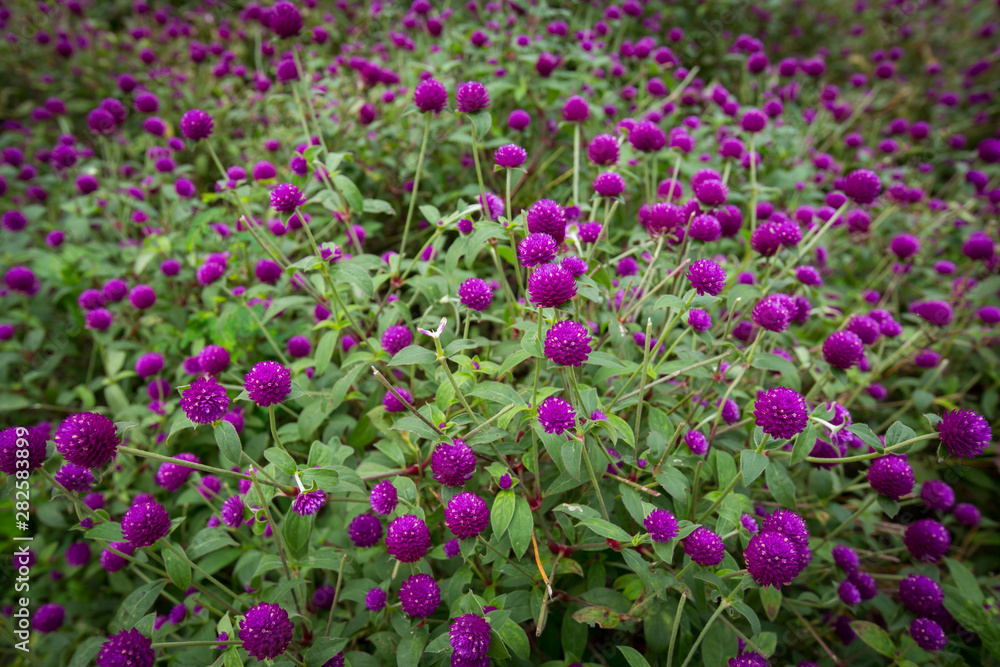 Globe amaranth on the hill side Globe amaranth on the hill side