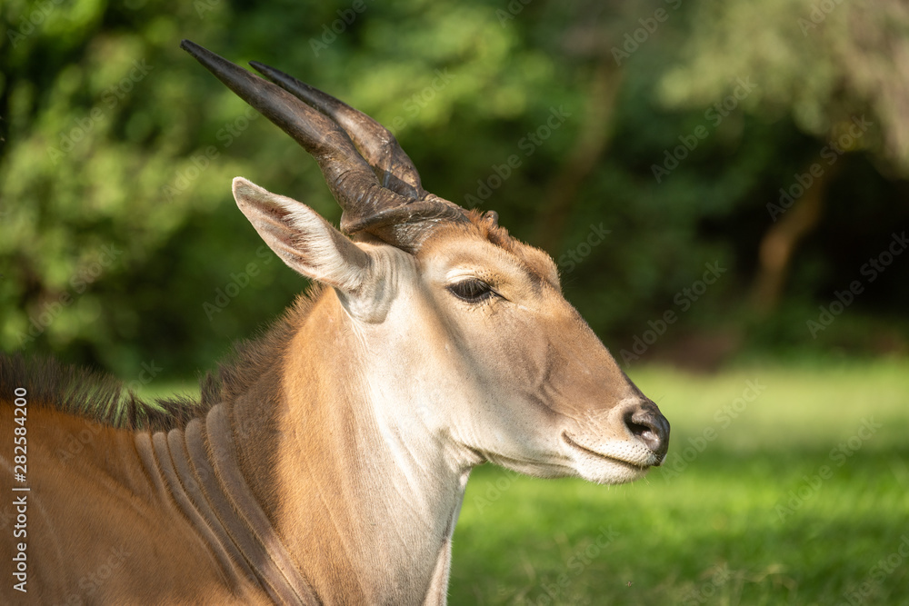 Close-up of common eland lying in grass Close-up of common eland lying in grass