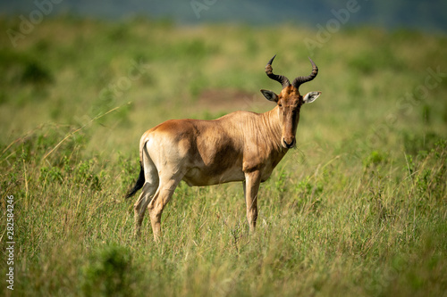 Coke hartebeest stands chewing grass in savannah © Nick Dale