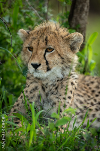 Close-up of cheetah cub lying in shade