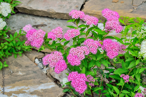 Japanese spirea (Spiraea japonica) bushes with delicate pink and white  flowers photo