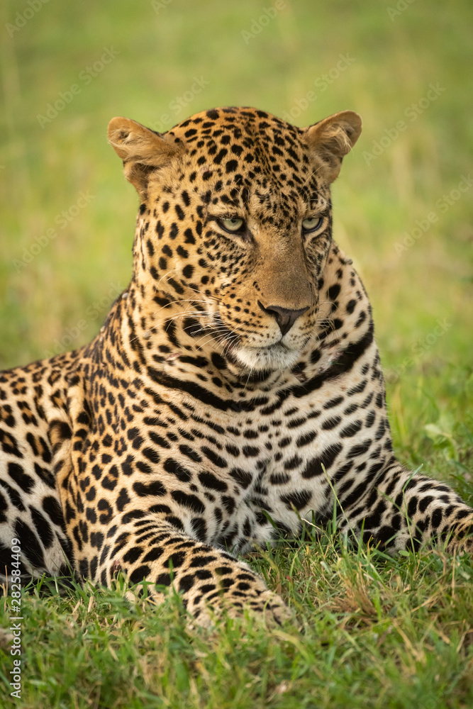 Close-up of male leopard lying looking down Close-up of male leopard lying looking down