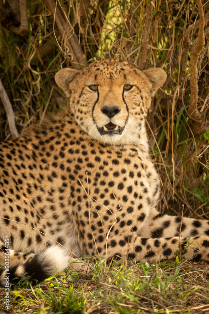Close-up of male cheetah lying under bush Close-up of male cheetah lying under bush