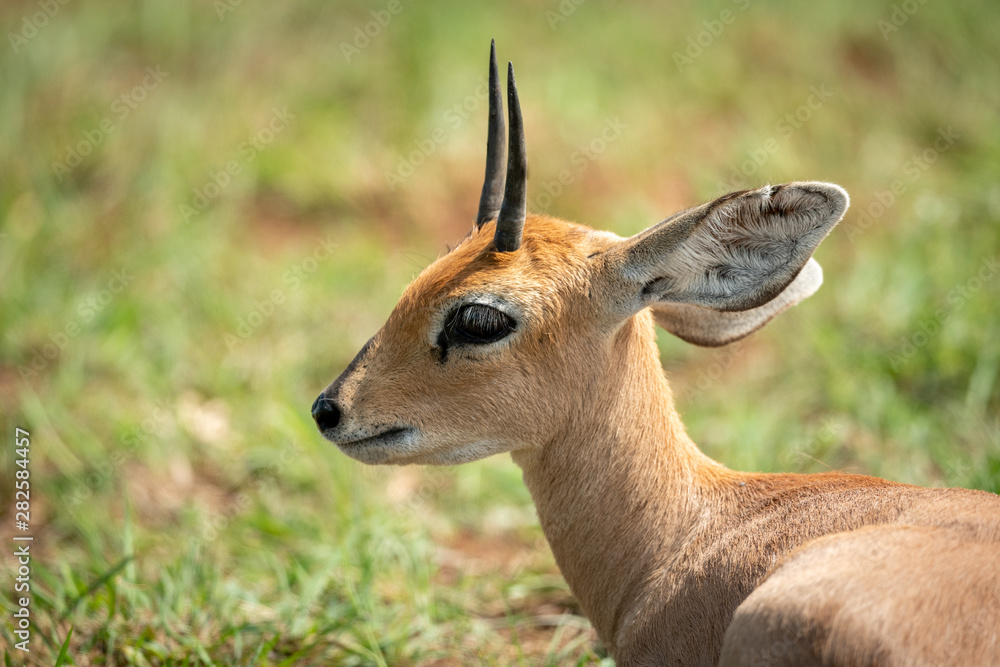 Close-up of steenbok lying on sunny grass Close-up of steenbok lying on sunny grass