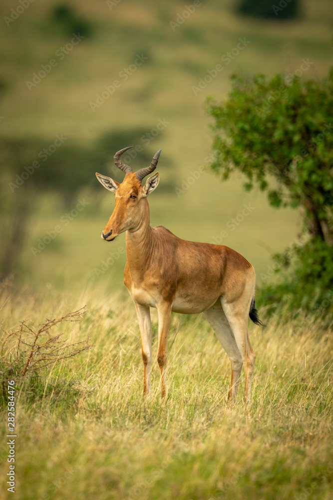 Coke hartebeest stands in grass facing left Coke hartebeest stands in grass facing left