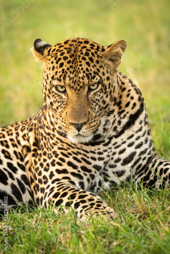 Close-up of male leopard lying staring down