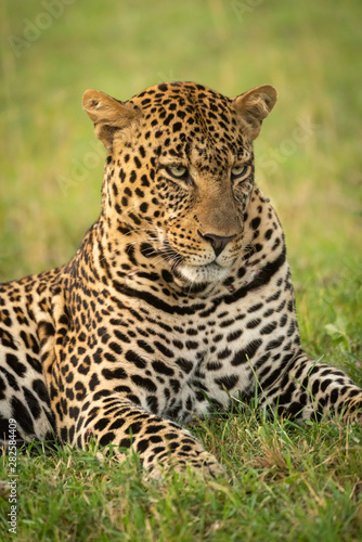 Close-up of male leopard lying looking down