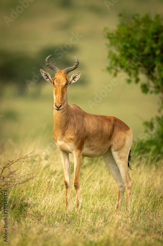Coke hartebeest stands in grass eyeing camera © Nick Dale