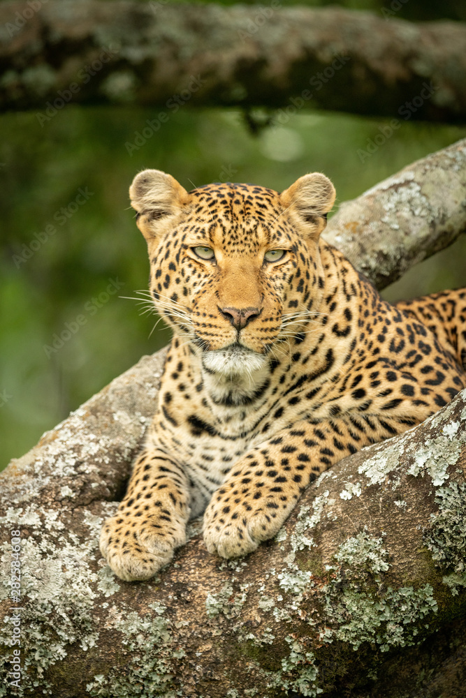 Close-up of leopard looking right in tree Close-up of leopard looking right in tree