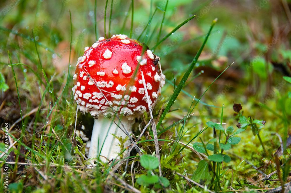 beautiful poisonous mushroom in the grass in a forest beautiful poisonous mushroom in the grass in a forest