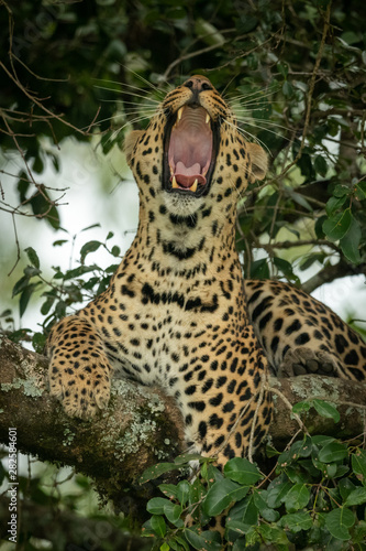 Close-up of leopard lying yawning on branch