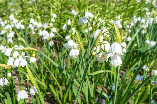 White spring snowdrops. Snowdrops field. Galanthus nivalis. Snowdrop spring flowers. Snowdrop or Galanthus.