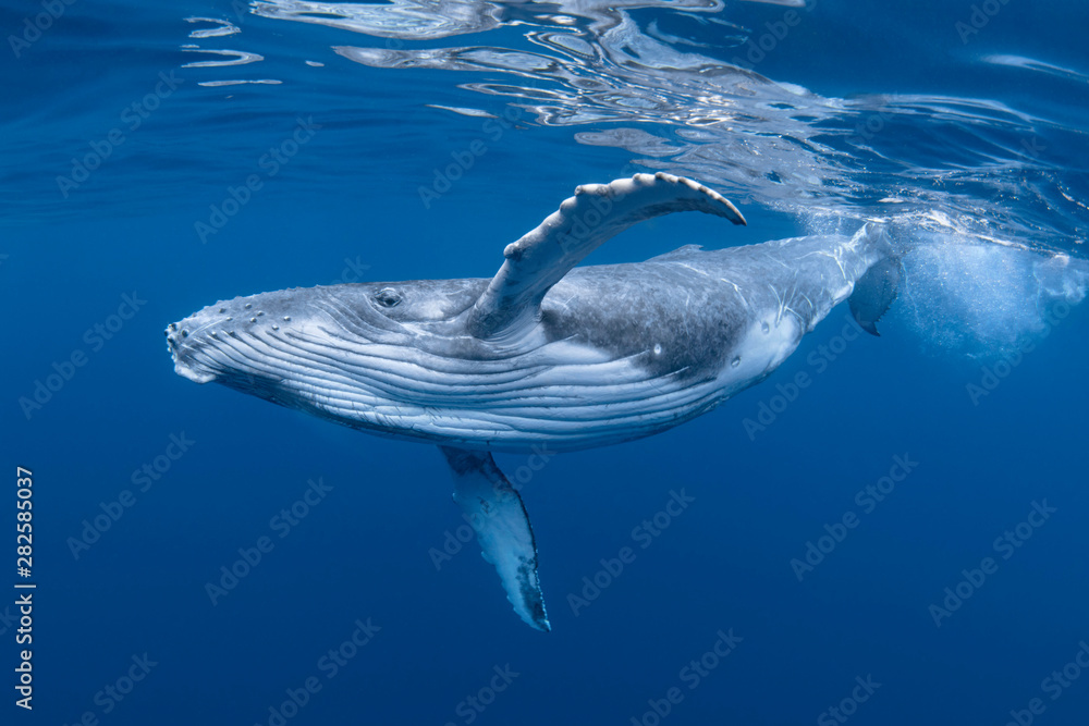 Baby Humpback Whale Calf In Blue Water - obrazy, fototapety, plakaty 