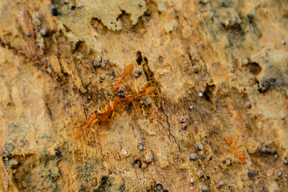 Red ants help bring the victim back to the nest. Red ants help bring the victim back to the nest.