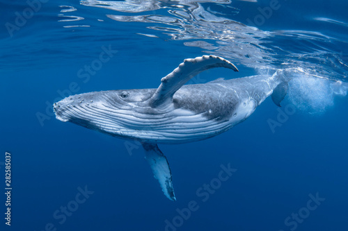 Wallpaper Mural Baby Humpback Whale Calf In Blue Water