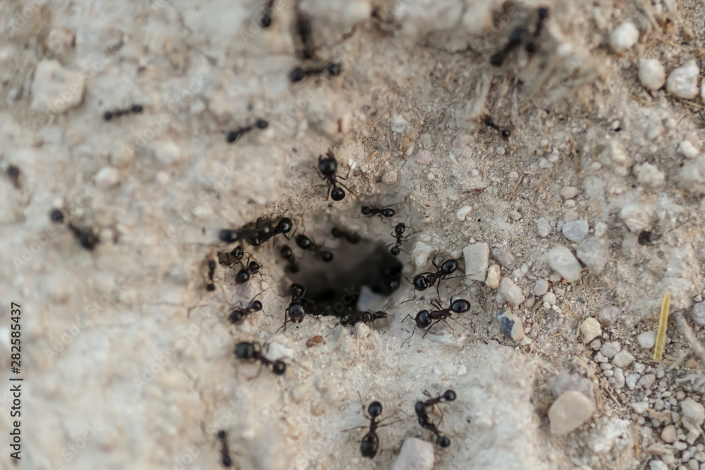 ant hole and ants returning to their nests ant hole and ants returning to their nests