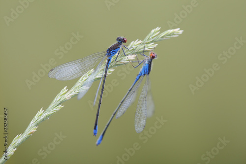 Two males of red-eyed damselfly (Erythromma najas) are sitting on grass