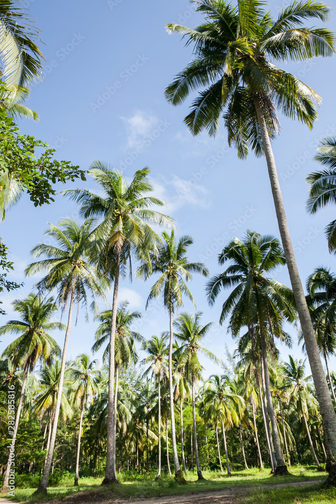 Coconut plantation in Thai.