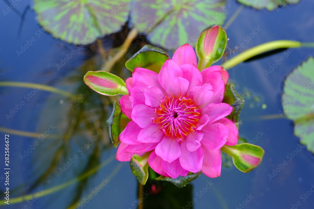 beautiful lotus flower or water lily in pond beautiful lotus flower or water lily in pond