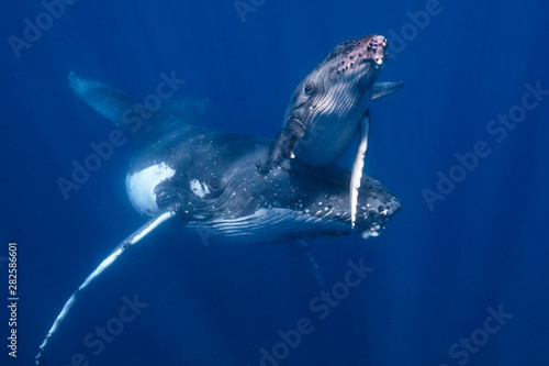 A Mother and Calf Humpback Whale in Blue Water © Craig Lambert Photo