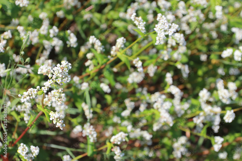 Buckwheat flower closeup. Agriculture, harvest, farming concept. Green plant, summer, blooming, field, background Buckwheat flower closeup. Agriculture, harvest, farming concept. Green plant, summer, blooming, field, background