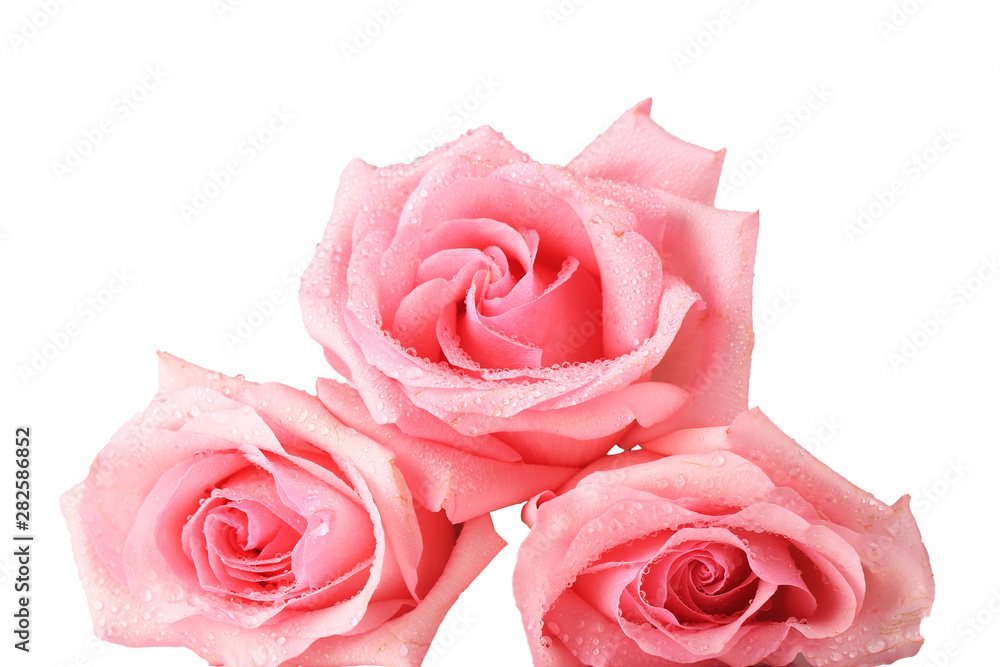 three roses isolated on white background three roses isolated on white background