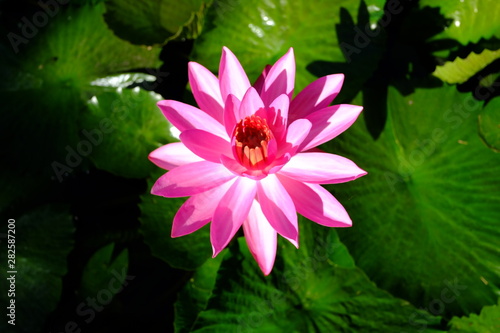 beautiful lotus flower or water lily in pond