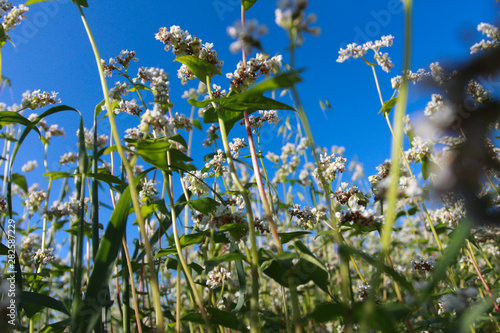 Buckwheat flowers against clear blue sky. Low angle, bottom view. Farming, harvest, agriculture concept. Blooming field, summer, closeup