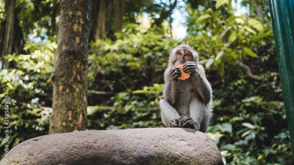 monkey macaque sitting and eating in jungle forest of Ubud in Bali, Indonesia