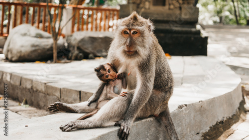 macaque monkey mother feeding her baby in Ubud (Bali, Indonesia)
