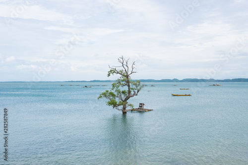 lonely tree standing in water because of climate change and global warming