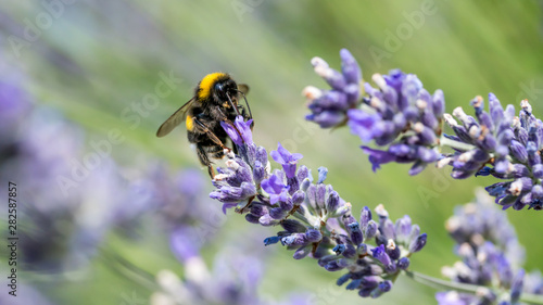 bumblebee getting nectar of purple lavender flowers in green nature