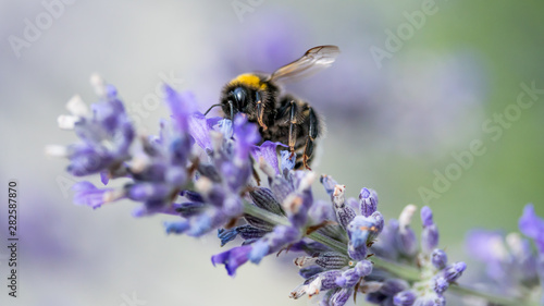 bumblebee searching for nectar on lavender flower in nature