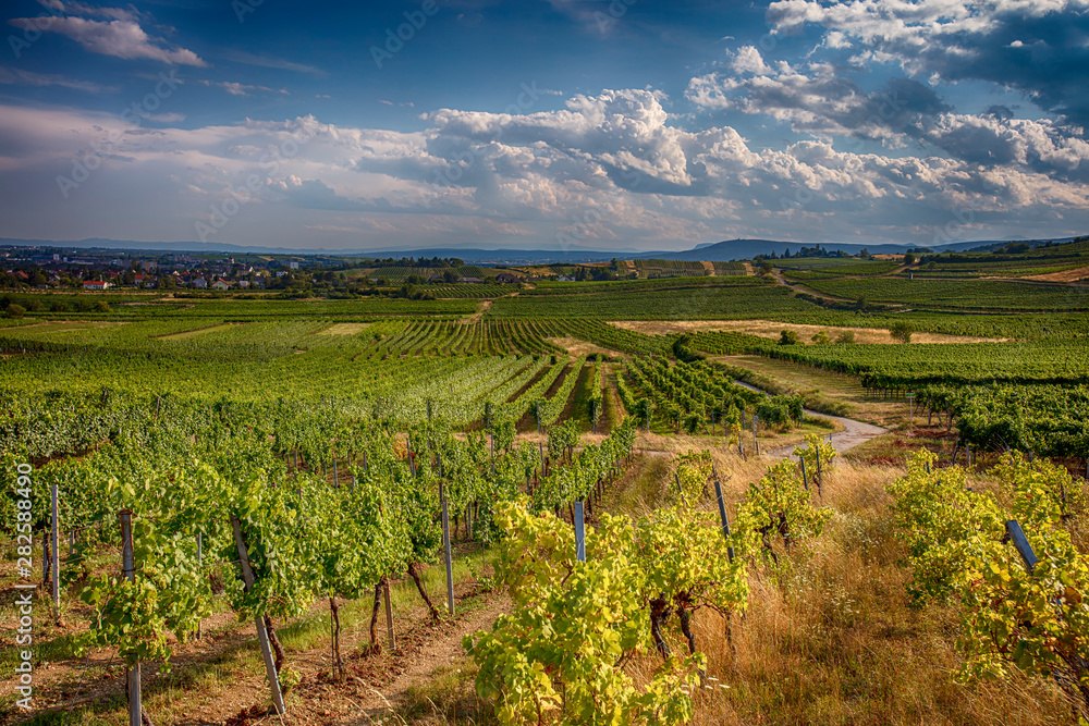 beautiful green vineyards landscape
